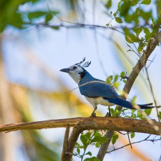 White Throated Magpie Jay