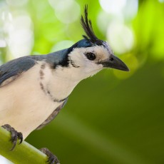 White Throated Magpie Jay