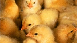 Chickens and Environmental Design