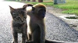 Costa Rica: Land of Kittens and Monkeys!