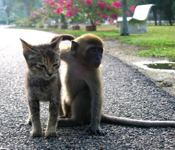 Kitten and Monkey