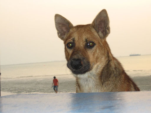 dog on thai beach thinking of nosara
