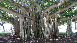 10 Most Magnificent Trees in the World!