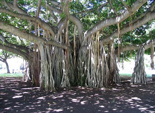 http://harmony-blog.com/wp-content/uploads/2007/03/banyan-tree.jpg