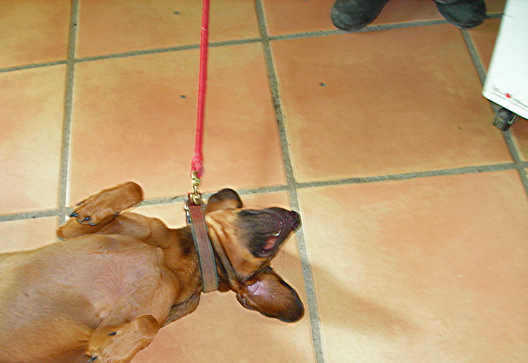 dscn0478-dog.jpg