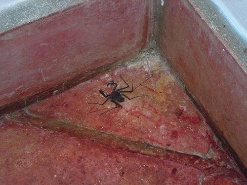 0521-scorp.jpg