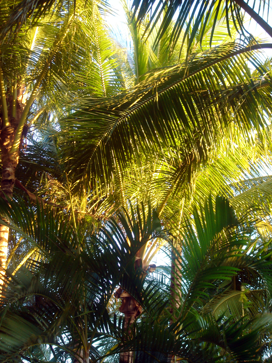Palms