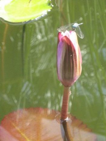 dragonfly on closed flower