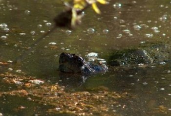 snapping turtle