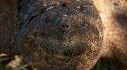 snapping turtle closeup