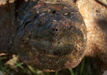 snapping turtle closeup