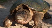 snapping turtle