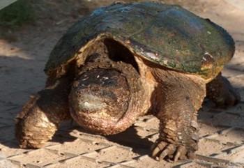 snapping turtle