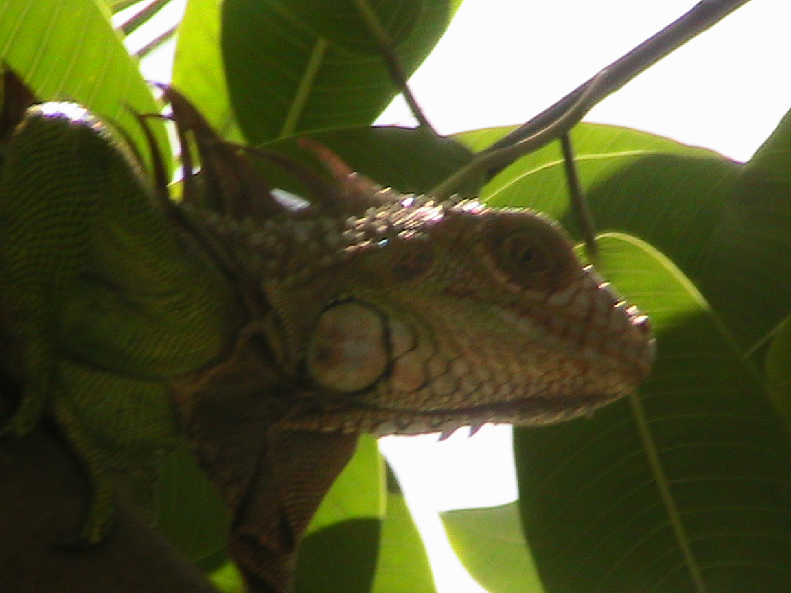 Female iguana