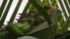 Female Iguana
