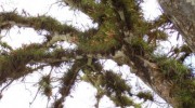 christmas-tree