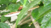 snake