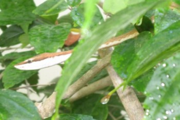 snake