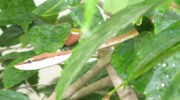 snake-featured