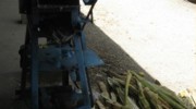 sugar-cane