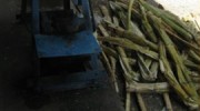 sugar-cane-featured