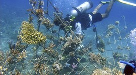 "Shocking" Coral Reefs Back to Life