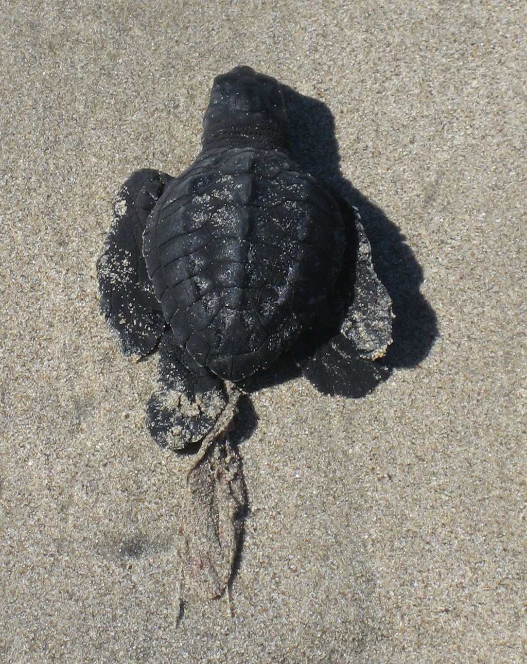 nosaraturtle.jpg