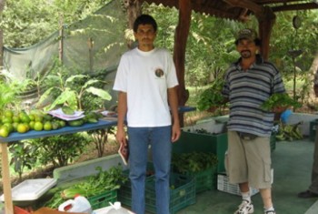 Nosara organic market