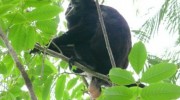 monkey-balls