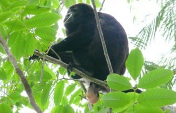 monkey balls