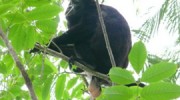 monkey-balls-featured