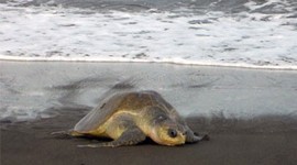 Key Facts: Sea Turtle