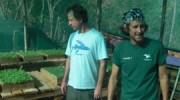 planting-greens-featured