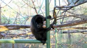 monkey-featured