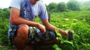 planting-01