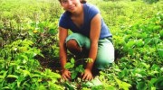 planting-04