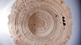 The Reclaimed-Wood Bowls of Alex Downs