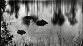 The Everglades by Lisa Elmaleh 
