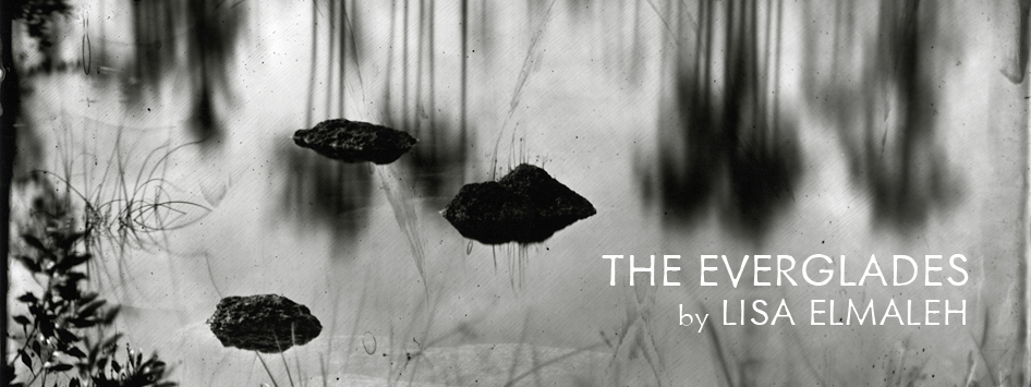 The Everglades by Lisa Elmaleh 