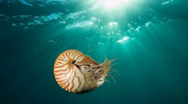 Nautilus News
