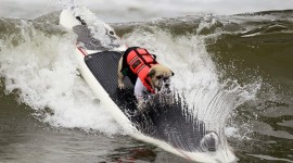 Surf Dog Contest