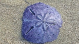 Sand Dollar!