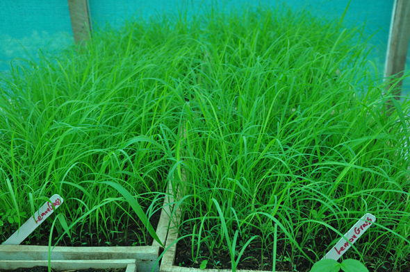 Lemongrass starts in the greenhouse