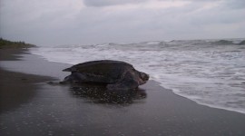 Study Suggests Leatherback Turtle Decline