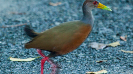 The Grey Necked Wood Rail