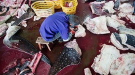 WildLifeRisk Exposes Mass Whale Slaughter in China