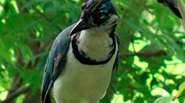 The White-Throated Magpie Jay