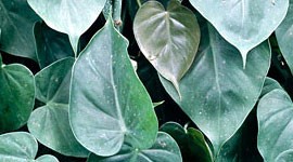 The Philodendron