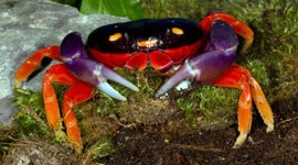 The Halloween Crab