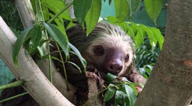 The Two-Toed Sloth
